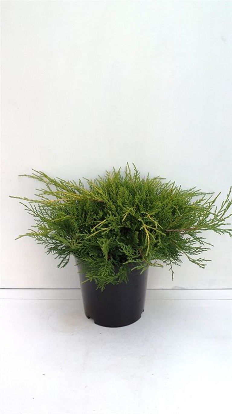 Juniperus pf. 'Gold Coast' - C3 25-30 CM